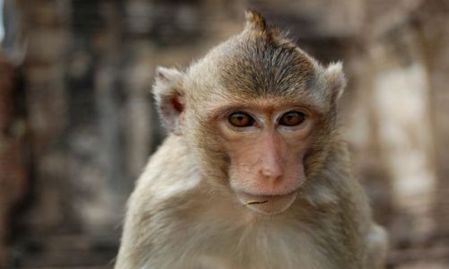 Zdjecie TAJLANDIA / Tajlandia / Lobpuri / Lopburi Mohawk Monkey