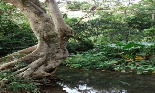 Zdjęcie TAJLANDIA / Kanchanaburi / okolice Nam Tok / ... wygięcie ...