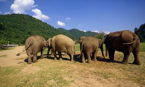 Zdjecie TAJLANDIA / Chiang Mai / Elephant Nature Park / Mamy Pastwa w gbokim powaaniu :)