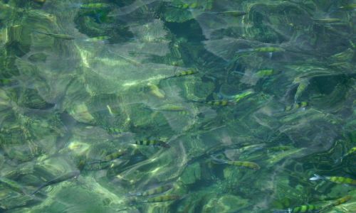 Zdjęcie TAJLANDIA / południowa Tajlandia / laguna Phi Phi Ley / na wyciagnięcie ręki