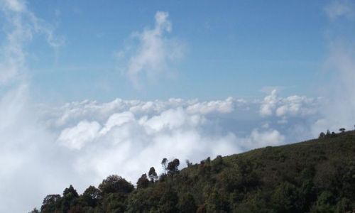 Zdjcie TAJLANDIA / Chiang Mai / Doi Inthanon / ... w pobliu szczytu ...