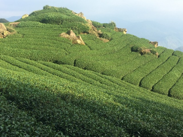 Zdj cia: Alishan, Tea Fields, TAJWAN Zdj cia: Alishan, Tea Fields, TAJWAN