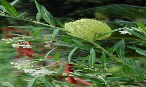 Zdjęcie TAJWAN / - / Taroko / Bawełna