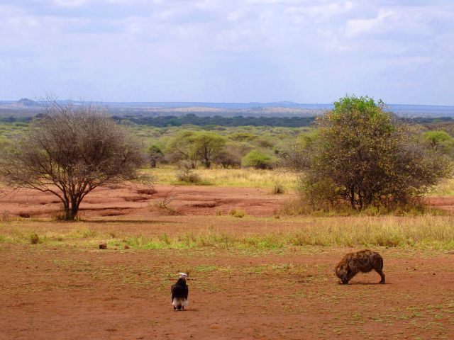 Zdjęcia: Serengeti, Serengeti, Czekamy na ochłap, TANZANIA Zdjęcia: Serengeti, Serengeti, Czekamy na ochłap, TANZANIA