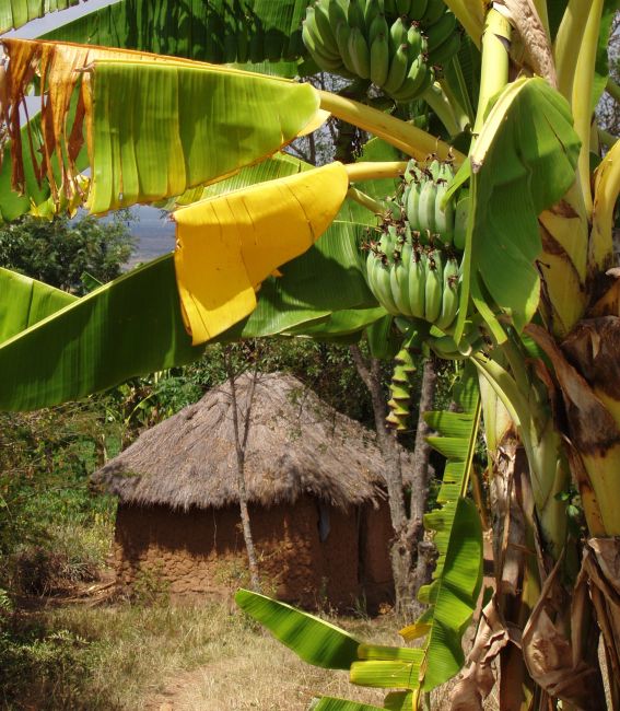 Zdjęcia: Butiama, okolice Jeziora Wiktorii, Ciasny ale własny, TANZANIA Zdjęcia: Butiama, okolice Jeziora Wiktorii, Ciasny ale własny, TANZANIA