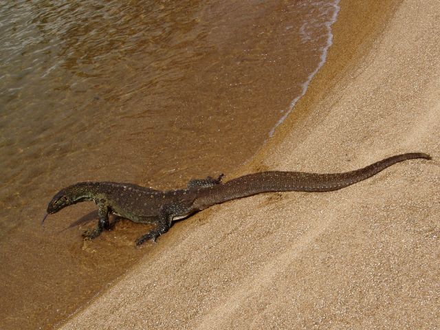 Zdjęcia: wyspa Lukuba, Jezioro Wiktorii, Smok (waran nilowy), TANZANIA Zdjęcia: wyspa Lukuba, Jezioro Wiktorii, Smok (waran nilowy), TANZANIA