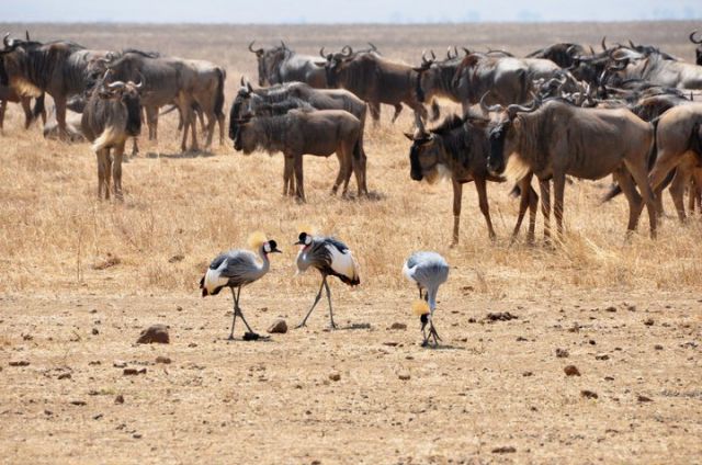 Zdjęcia: Ngorongoro, Harmonia, TANZANIA Zdjęcia: Ngorongoro, Harmonia, TANZANIA