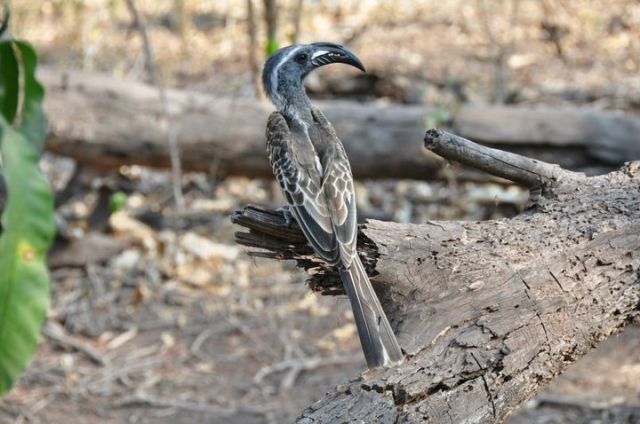 Zdjęcia: PN Jeziora Manyara, Dzioborożec, TANZANIA Zdjęcia: PN Jeziora Manyara, Dzioborożec, TANZANIA