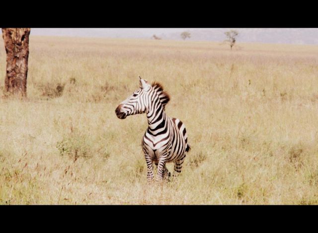 Zdjęcia: SERENGETI, SERENGETI, SERENGETI, TANZANIA Zdjęcia: SERENGETI, SERENGETI, SERENGETI, TANZANIA