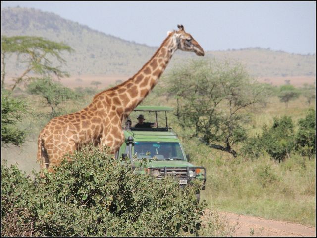 Zdjęcia: SERENGETI, SERENGETI, DAMA, TANZANIA Zdjęcia: SERENGETI, SERENGETI, DAMA, TANZANIA