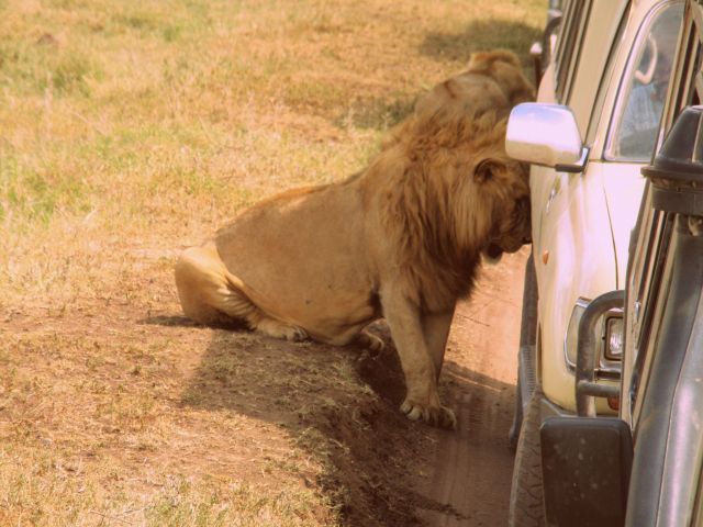 Zdjęcia: SERENGETI, SERENGETI, WARTA, TANZANIA Zdjęcia: SERENGETI, SERENGETI, WARTA, TANZANIA