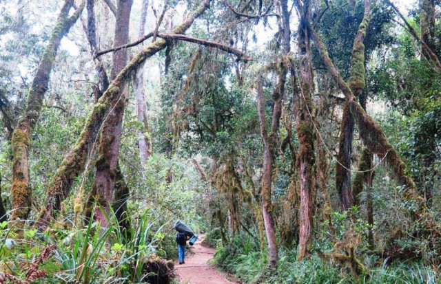 Zdj cia: Tanzania, Tanzania, Kili6, TANZANIA