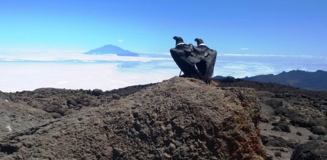 Zdj cia: Tanzania, Tanzania, Kili11, TANZANIA