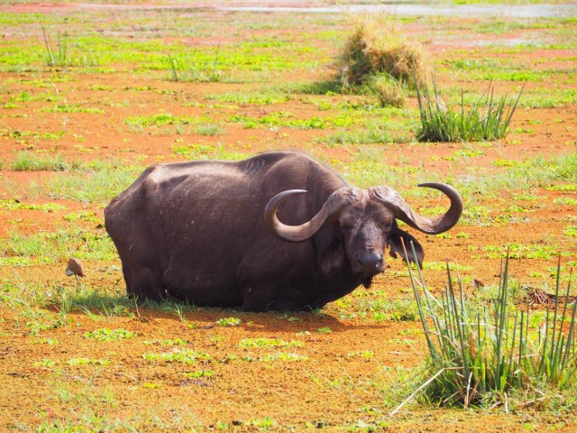 Zdj cia: lake manyara, Pnoc, manyara1, TANZANIA