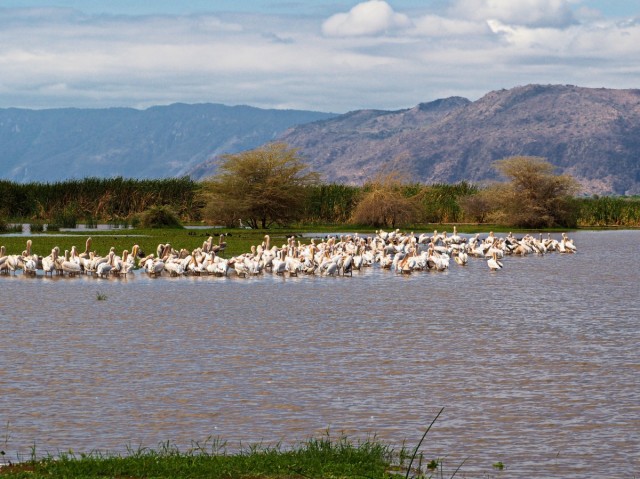 Zdj cia: lake manyara, Pnoc, manyara2, TANZANIA