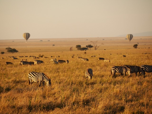 Zdj cia: Serengeti, Pnoc, serengeti1, TANZANIA
