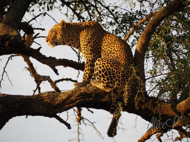 Zdj cia: Serengeti, Pnoc, Polowanie na zdjcia, TANZANIA