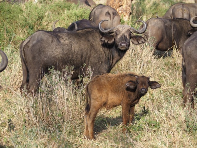 Zdj cia: Serengeti, Pnoc, I co si gapisz?, TANZANIA