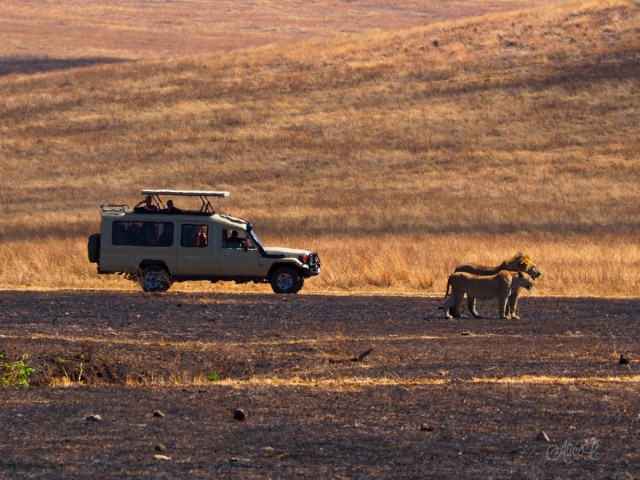 Zdj cia: Ngorongoro, Pnoc, Ngorongoro2- bardzo dzikie zwierzta, TANZANIA