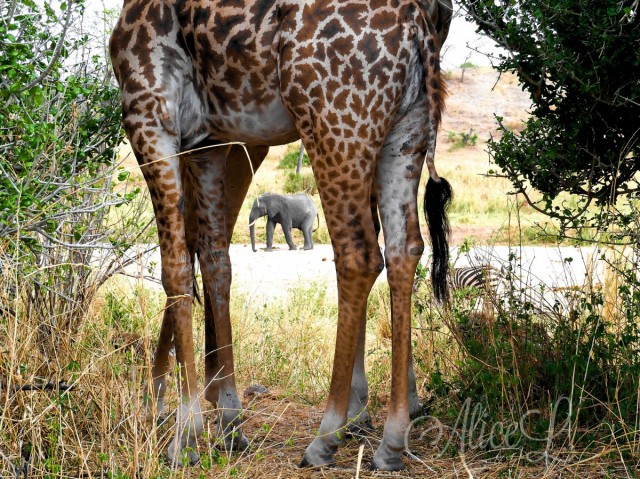 Zdj cia: Tarangire Park, Pnoc, Tarangire - proporcje, TANZANIA
