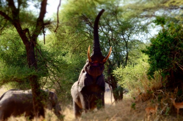 Zdj cia: Park Tarangire, Pnoc, Tarangire - miniaturka, TANZANIA