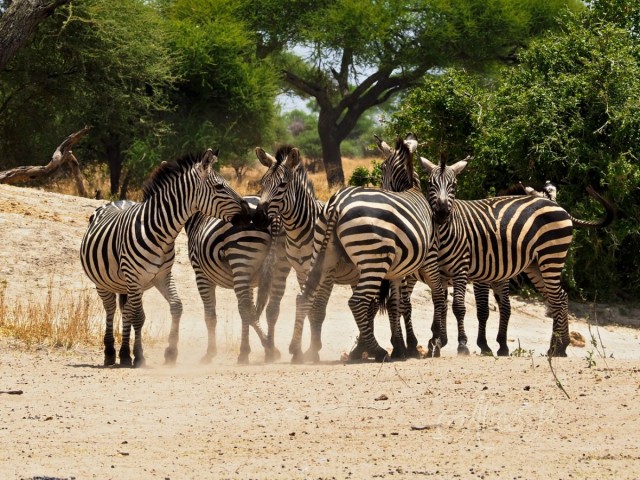 Zdj cia: Park Tarangire, Pnoc, Tarangire- ilustracja3, TANZANIA