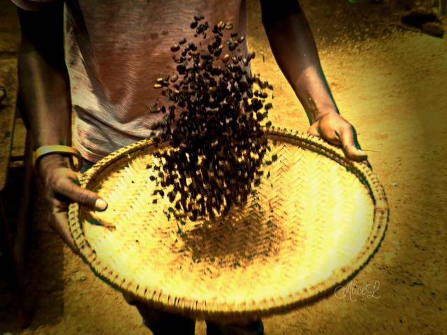 Zdj cia: Moshi, Pnoc, Coffee tour - Moshi, TANZANIA