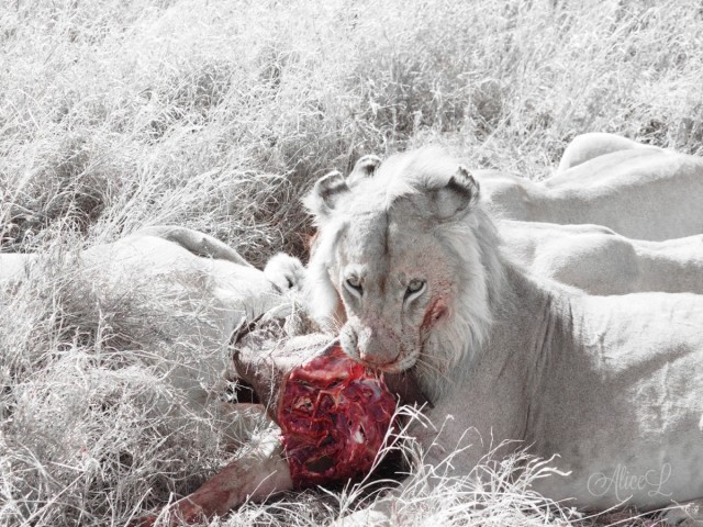 Zdj cia: Serengeti, Pnoc, Tanzania - ktry park wybra - ilust., TANZANIA