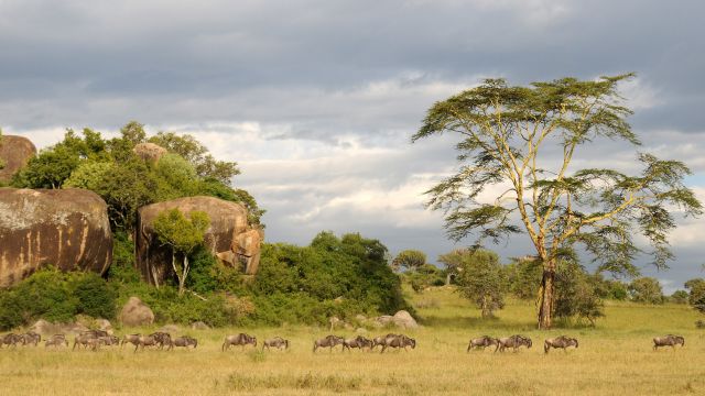 Zdjęcia: Serengeti, Serengeti, ***, TANZANIA Zdjęcia: Serengeti, Serengeti, ***, TANZANIA