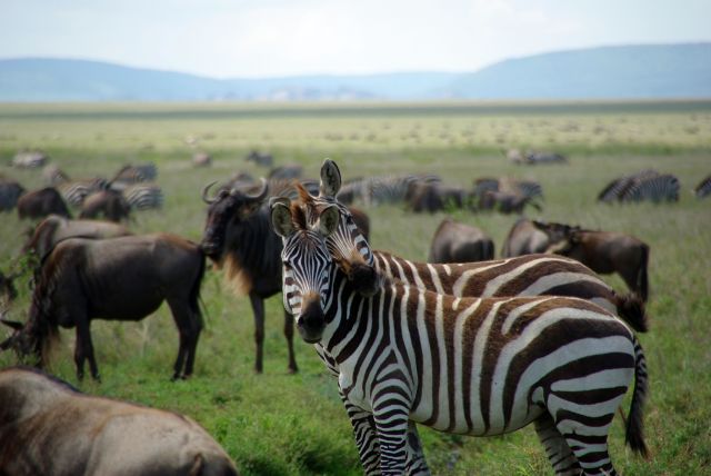 Zdjęcia: Serengeti, *, TANZANIA Zdjęcia: Serengeti, *, TANZANIA