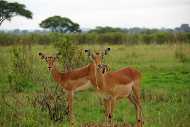 Zdjęcia: Tarangire, *, TANZANIA Zdjęcia: Tarangire, *, TANZANIA