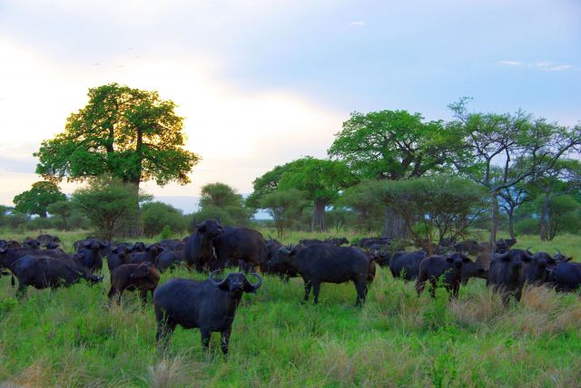 Zdjęcia: Tarangire, Bawoły o zachodzie słońca, TANZANIA Zdjęcia: Tarangire, Bawoły o zachodzie słońca, TANZANIA