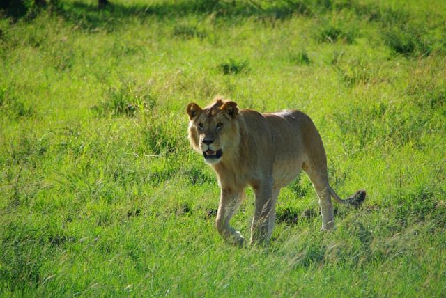 Zdjęcia: Serengeti, Przyszły król sawanny ;-) , TANZANIA Zdjęcia: Serengeti, Przyszły król sawanny ;-) , TANZANIA