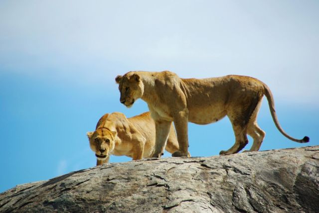 Zdjęcia: Serengeti, Trochę złe kotki ;-) , TANZANIA Zdjęcia: Serengeti, Trochę złe kotki ;-) , TANZANIA