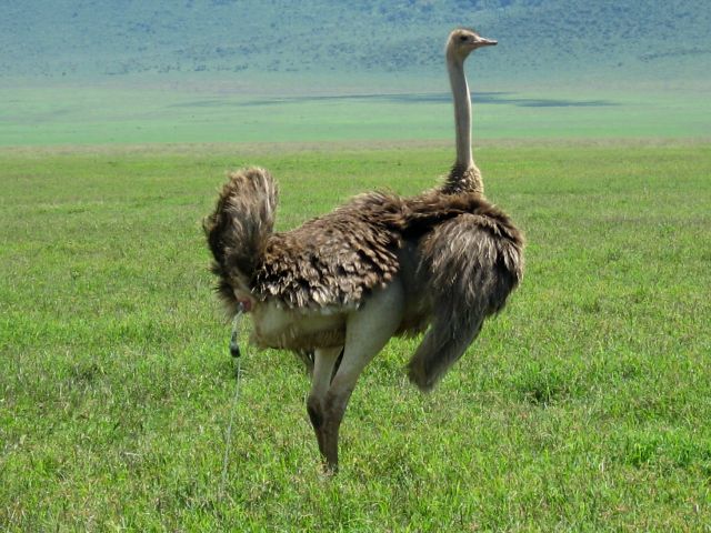 Zdjęcia: krater Ngorongoro, Ngorongoro, struś też człowiek, TANZANIA Zdjęcia: krater Ngorongoro, Ngorongoro, struś też człowiek, TANZANIA