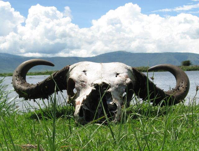 Zdjęcia: krater Ngorongoro, Ngorongoro, memento mori, TANZANIA Zdjęcia: krater Ngorongoro, Ngorongoro, memento mori, TANZANIA