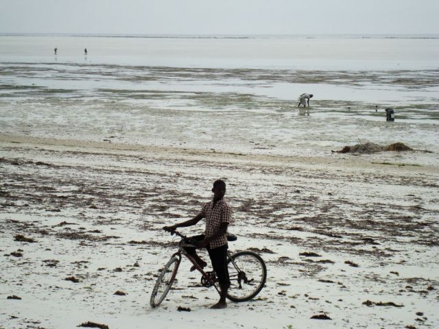 Zdjęcia: Zanzibar, Plaza - Zanzibar, TANZANIA Zdjęcia: Zanzibar, Plaza - Zanzibar, TANZANIA