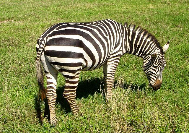 Zdjęcia: Ngoro Ngoro, ciężkie jest życie zebry ..., TANZANIA Zdjęcia: Ngoro Ngoro, ciężkie jest życie zebry ..., TANZANIA