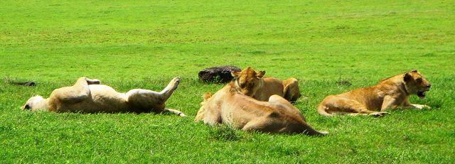 Zdjęcia: Ngoro Ngoro, Kici.. kici..., TANZANIA Zdjęcia: Ngoro Ngoro, Kici.. kici..., TANZANIA