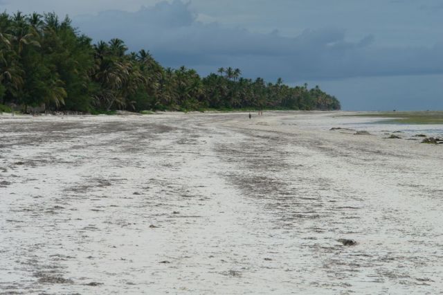 Zdjęcia: Zanzibar, odpływ, TANZANIA Zdjęcia: Zanzibar, odpływ, TANZANIA
