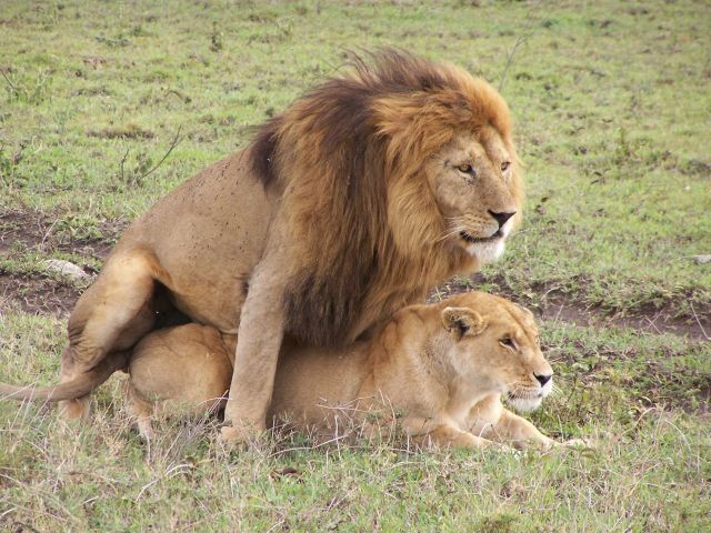 Zdjęcia: Serengeti, Serengeti, safari, TANZANIA Zdjęcia: Serengeti, Serengeti, safari, TANZANIA