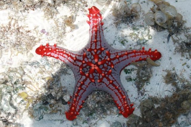 Zdjęcia: Jambiani, Zanzibar, Podwodny swiat, TANZANIA Zdjęcia: Jambiani, Zanzibar, Podwodny swiat, TANZANIA