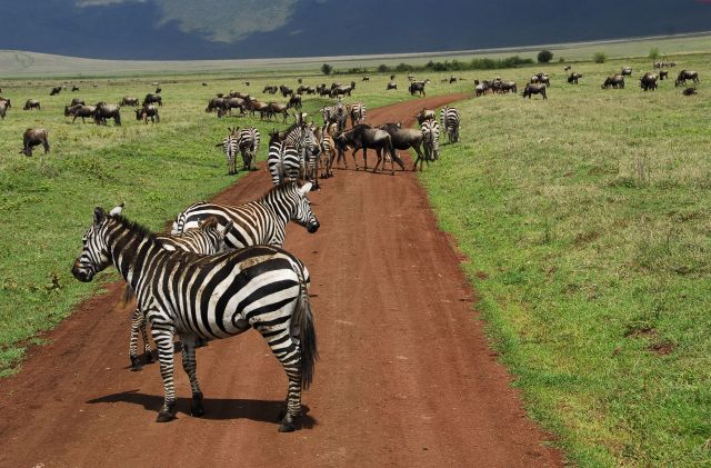 Zdjęcia: Krater, Ngorongoro, zebry, TANZANIA Zdjęcia: Krater, Ngorongoro, zebry, TANZANIA