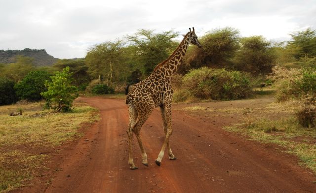 Zdjęcia: Serengeti, Serengeti, zyrafa, TANZANIA Zdjęcia: Serengeti, Serengeti, zyrafa, TANZANIA