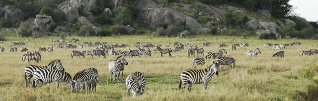 Zdjęcia: Serengeti, Serengeti, zebrowisko, TANZANIA Zdjęcia: Serengeti, Serengeti, zebrowisko, TANZANIA