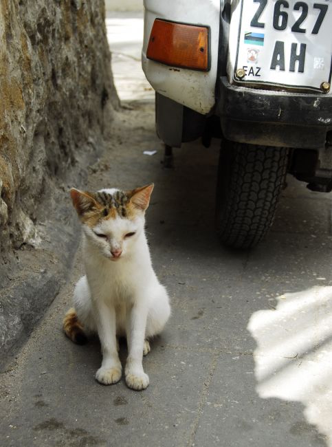 Zdjęcia: Zanzibar, Zanzibar, kitek, TANZANIA Zdjęcia: Zanzibar, Zanzibar, kitek, TANZANIA