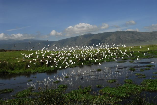 Zdjęcia: ngorongoro, Ngorongoro, ptaki, TANZANIA Zdjęcia: ngorongoro, Ngorongoro, ptaki, TANZANIA