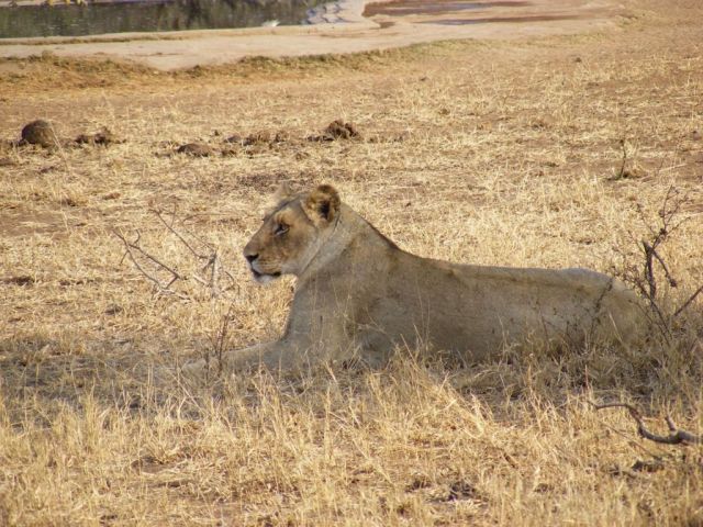 Zdjęcia: Park Narodowy Serengeti, Równina Serengeti, Piękność na sawannie, TANZANIA Zdjęcia: Park Narodowy Serengeti, Równina Serengeti, Piękność na sawannie, TANZANIA