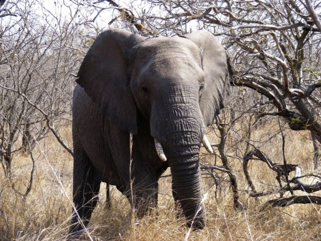 Zdjęcia: Park Narodowy Serengeti, Równina Serengeti, Piękny gigant, TANZANIA Zdjęcia: Park Narodowy Serengeti, Równina Serengeti, Piękny gigant, TANZANIA