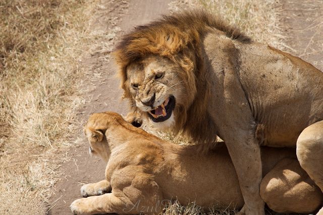 Zdjęcia: Ngorongoro, Stosunkowo udane zdjęcie, TANZANIA Zdjęcia: Ngorongoro, Stosunkowo udane zdjęcie, TANZANIA